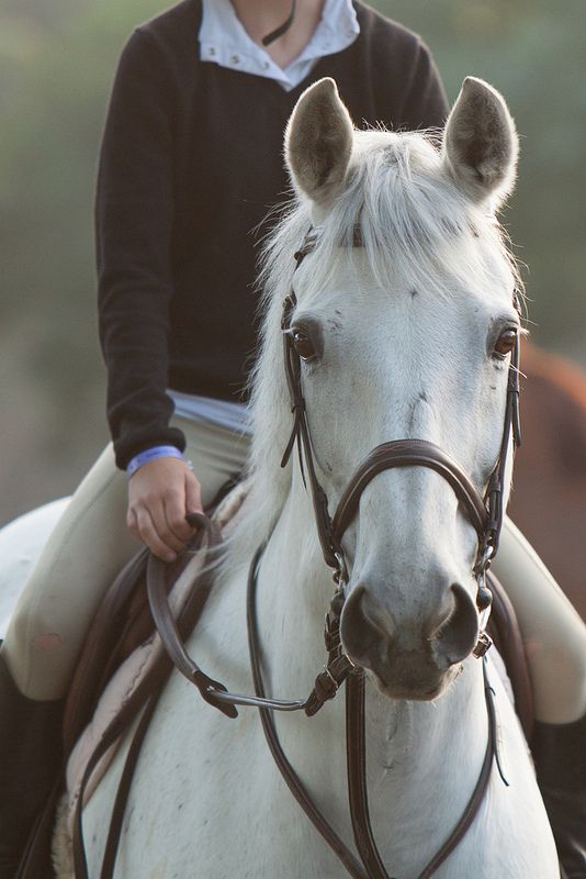 Sport Equestri Nuovo Corso Per Operatore Tecnico Di Base In Partenza A